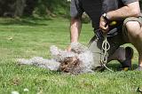 LAGOTTO CAVAGE 068
